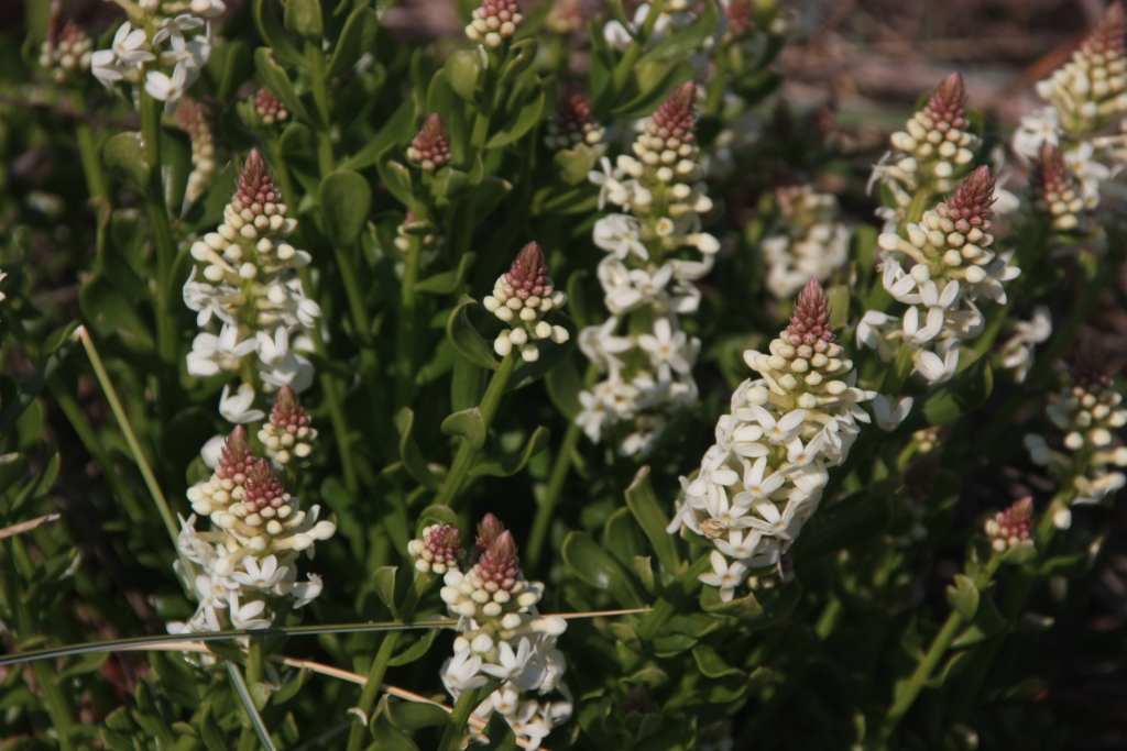 Stackhousia spathulata (hero image)