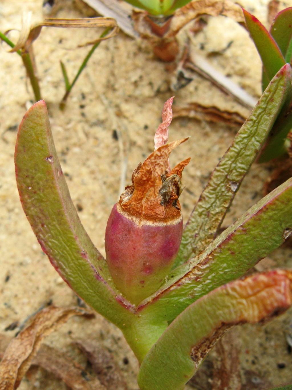 Carpobrotus modestus (hero image)