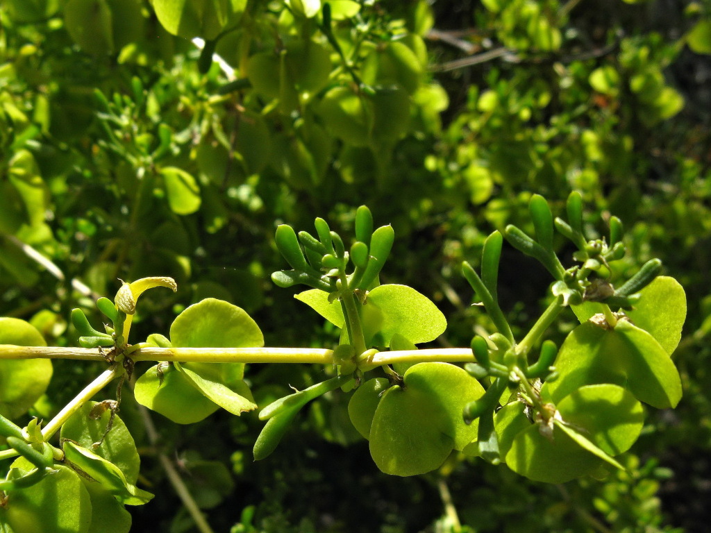 Roepera aurantiaca subsp. aurantiaca (hero image)