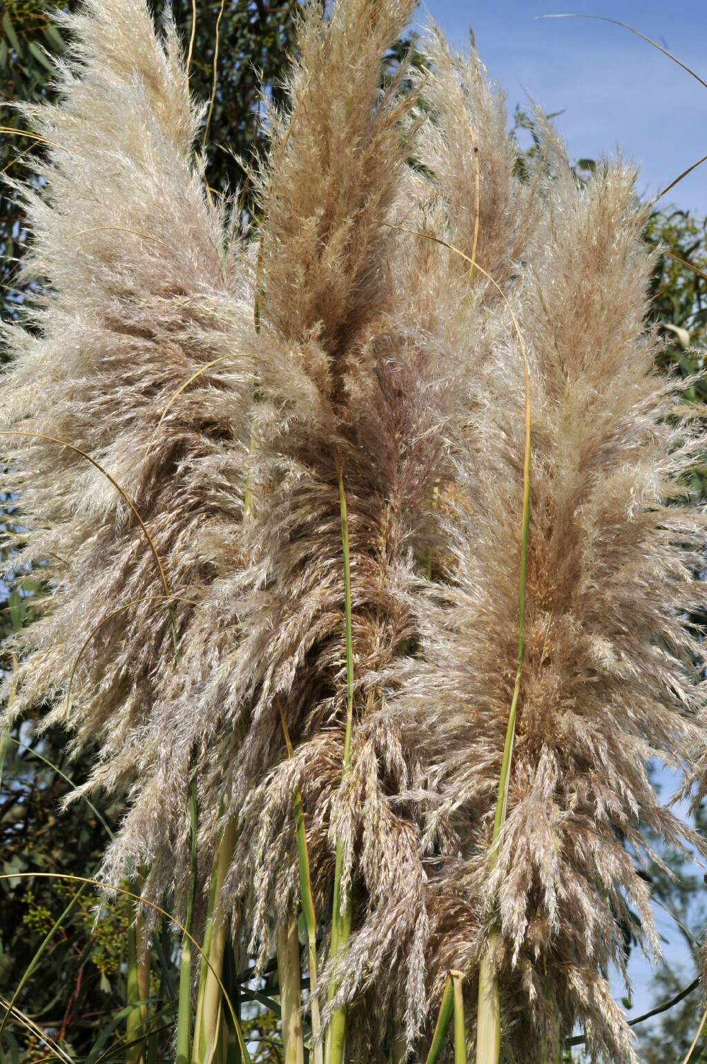 Cortaderia selloana (hero image)