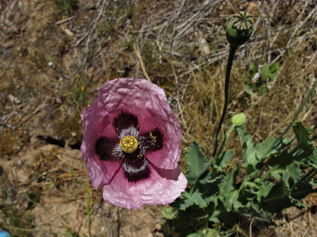 Papaver somniferum (hero image)