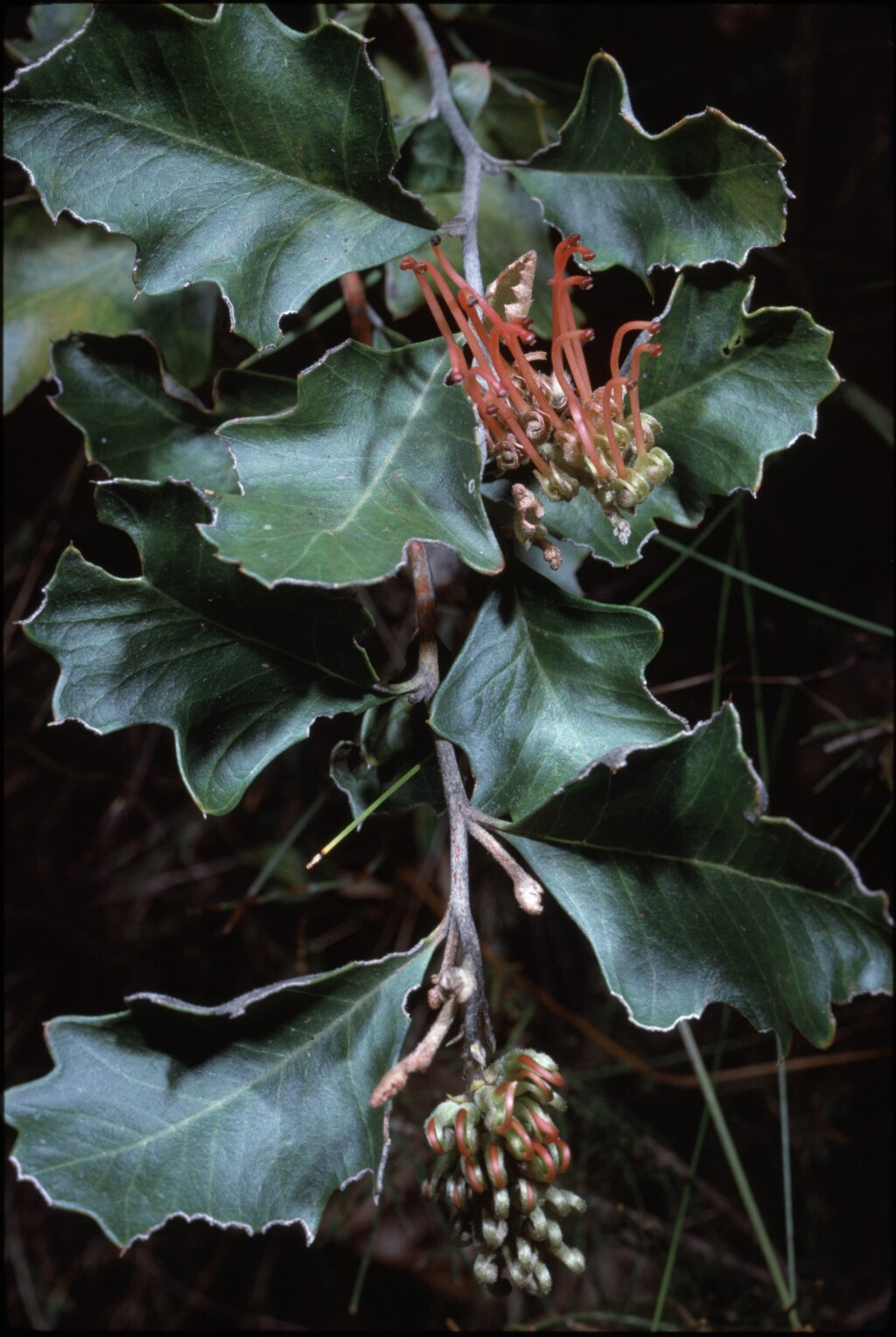 Grevillea infecunda (hero image)