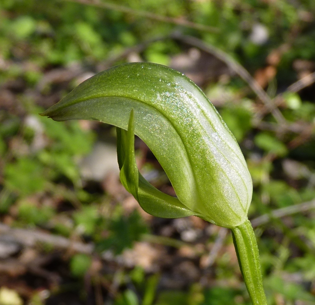 Pterostylis curta (hero image)