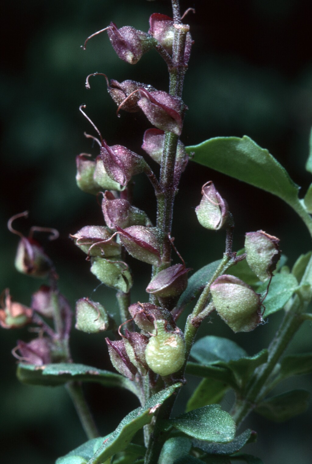 Prostanthera melissifolia (hero image)