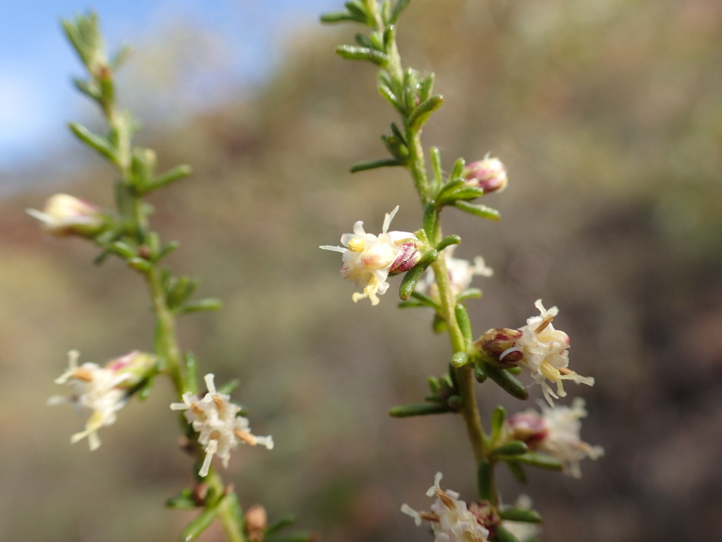 Olearia tubuliflora (hero image)