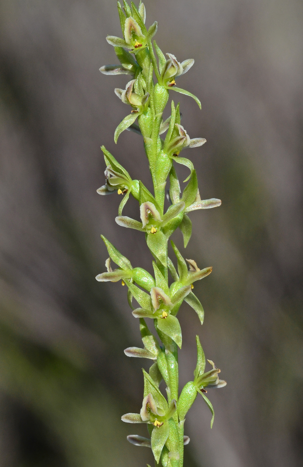 Prasophyllum spadiceum (hero image)