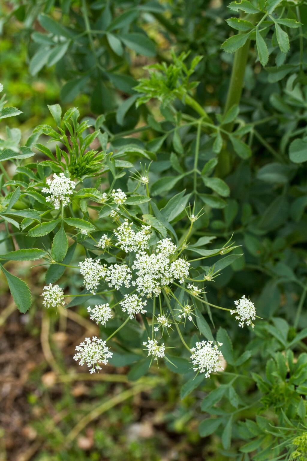 Ammi majus (hero image)