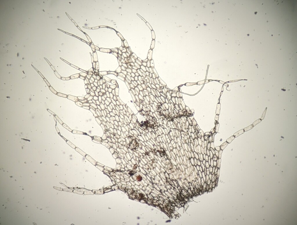 Schistochila pseudociliata (hero image)