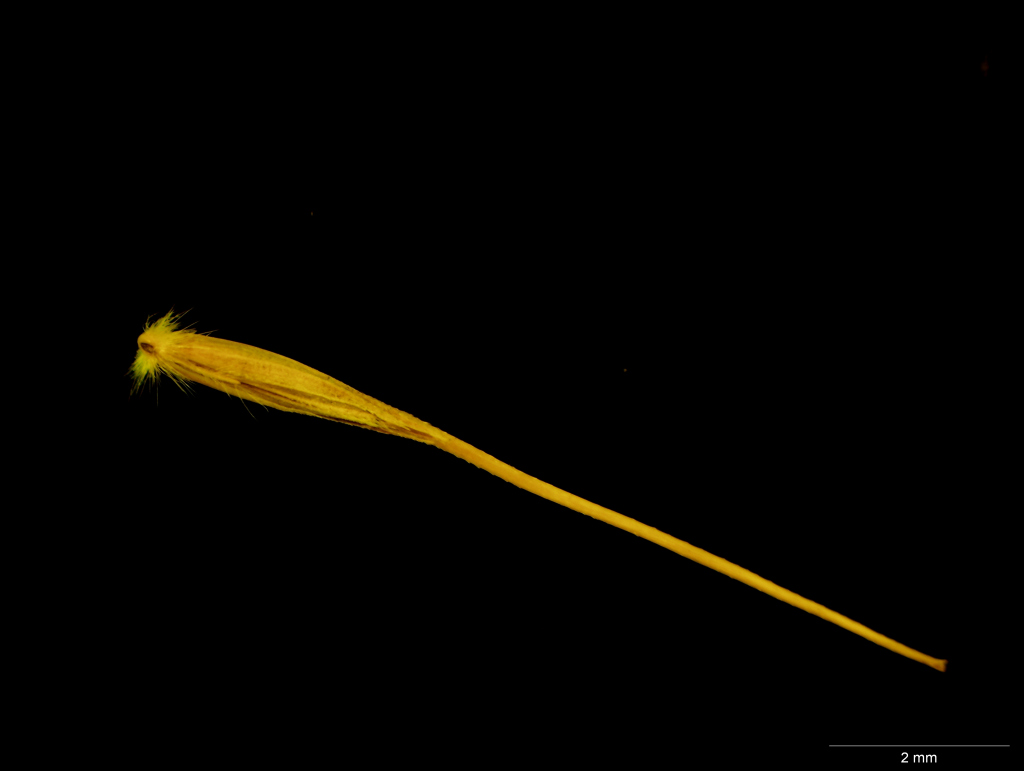 Echinopogon ovatus (hero image)