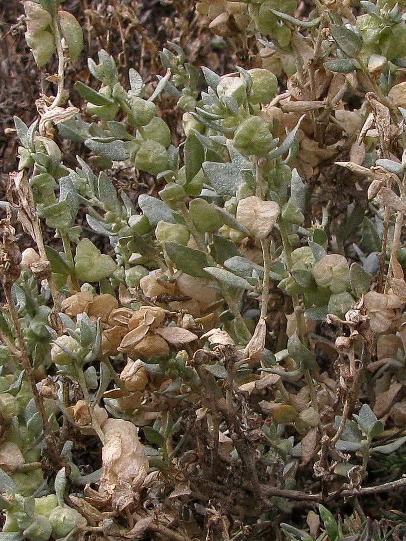 Atriplex lindleyi subsp. inflata (hero image)