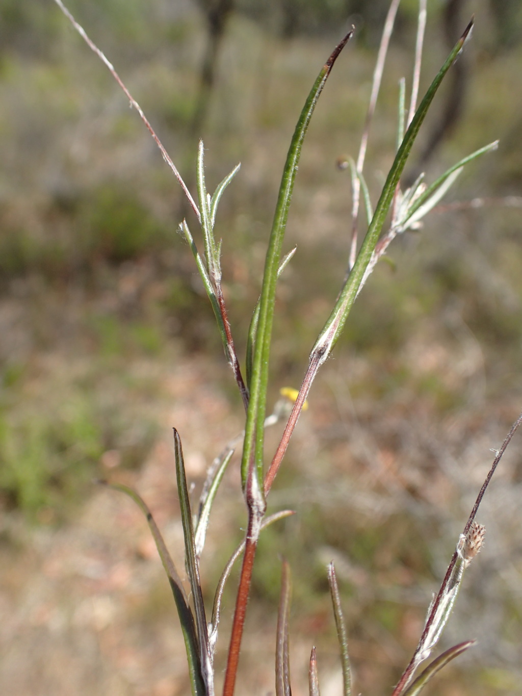 Leptorhynchos tenuifolius (hero image)