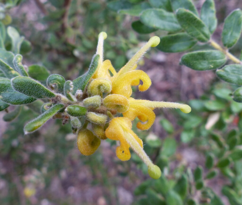 Grevillea alpina (hero image)