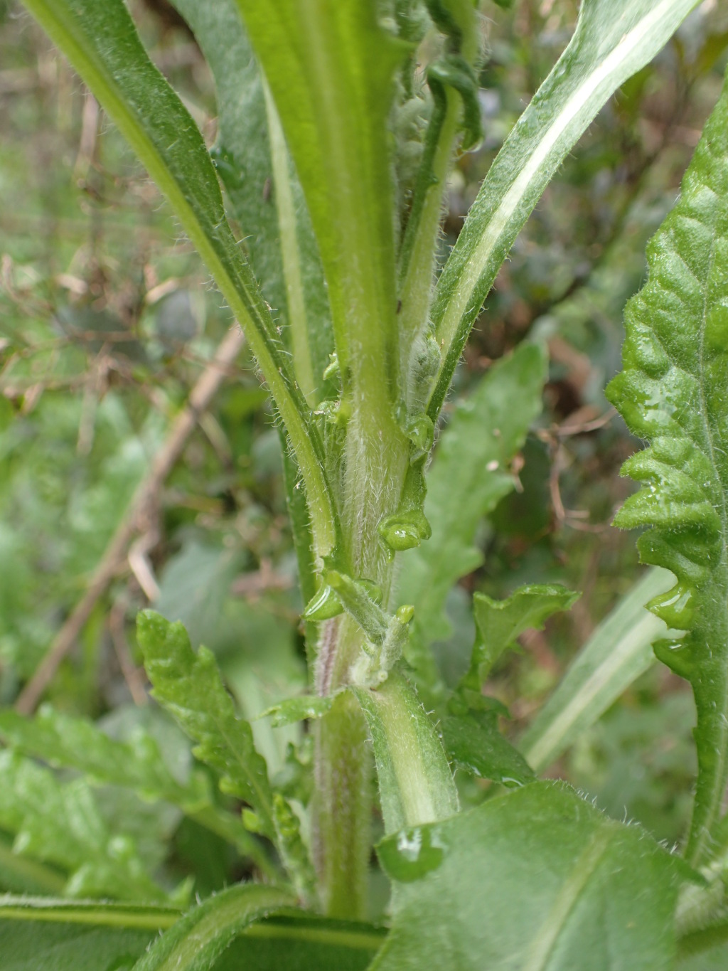 Senecio biserratus (hero image)
