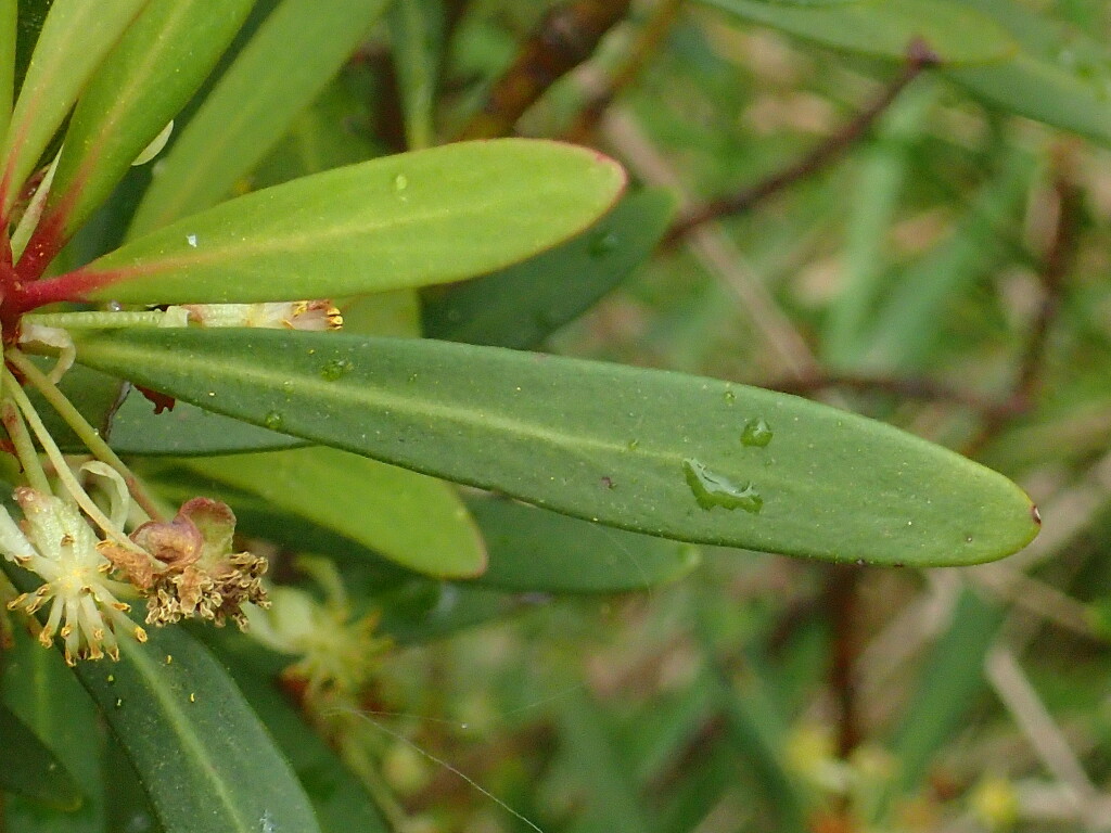 Tasmannia xerophila subsp. xerophila (hero image)