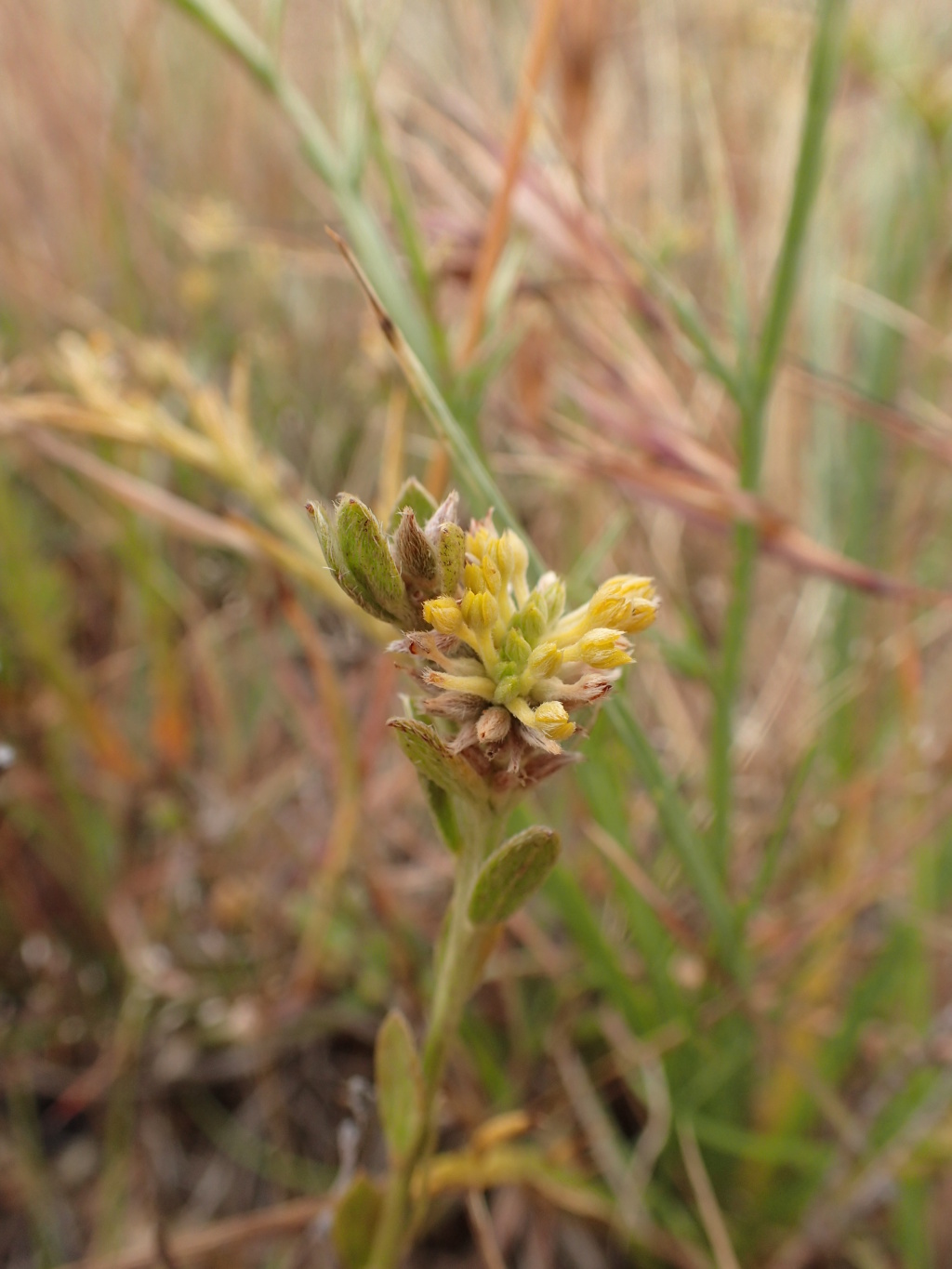 Pimelea curviflora subsp. sericea (hero image)