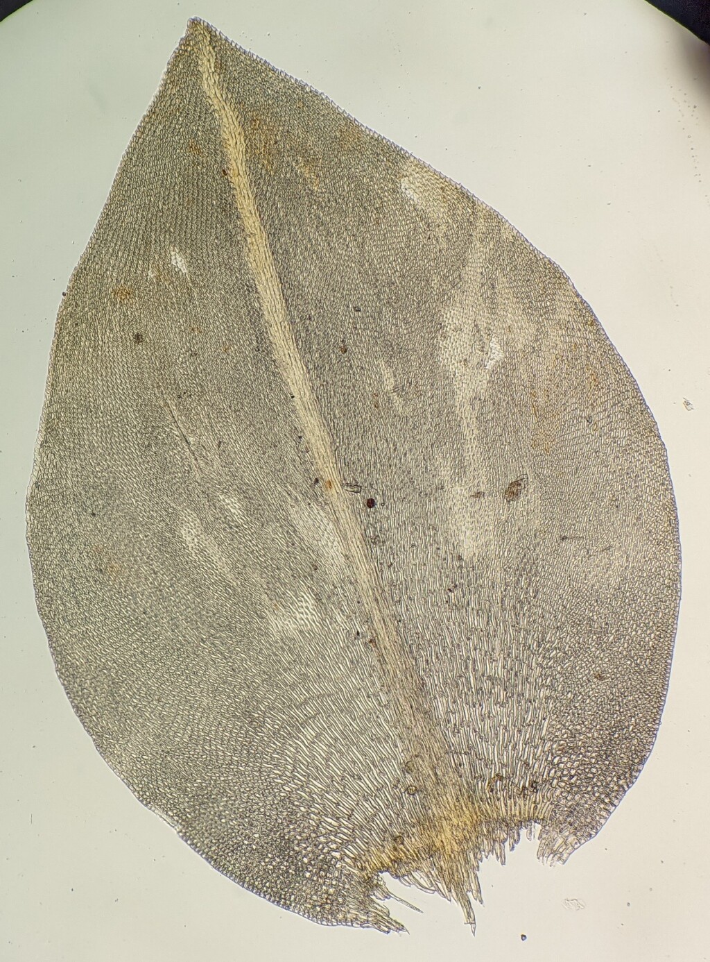 Cryphaeaceae (hero image)