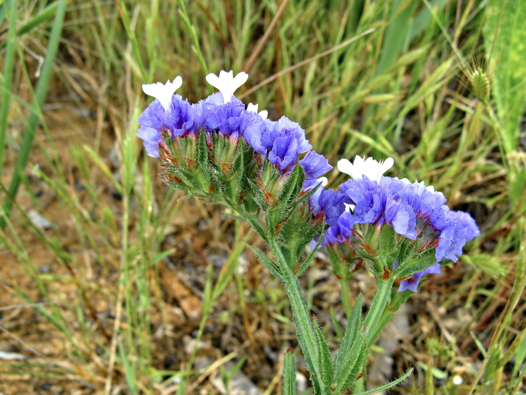 Limonium (hero image)