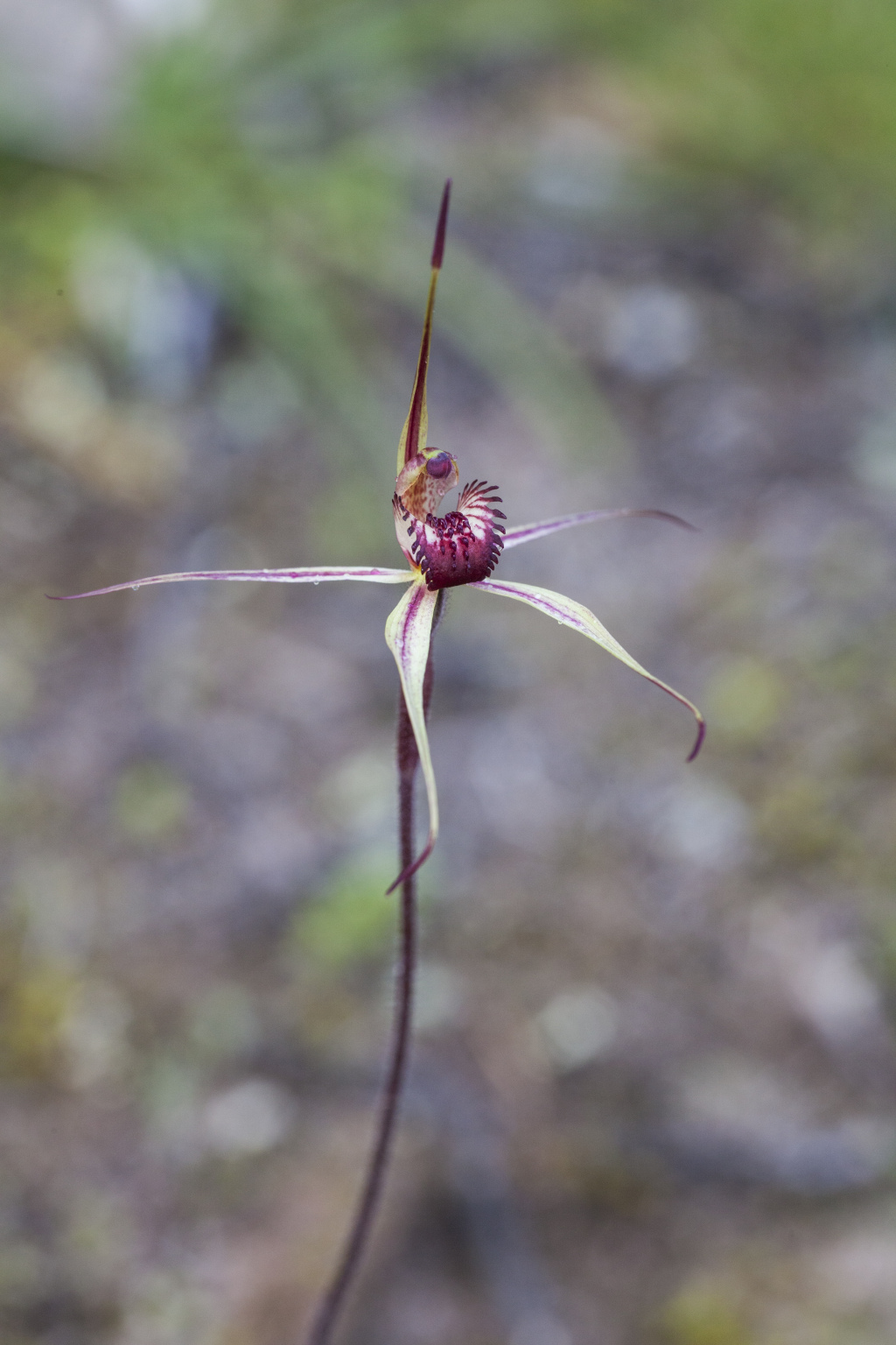 Caladenia lowanensis (hero image)