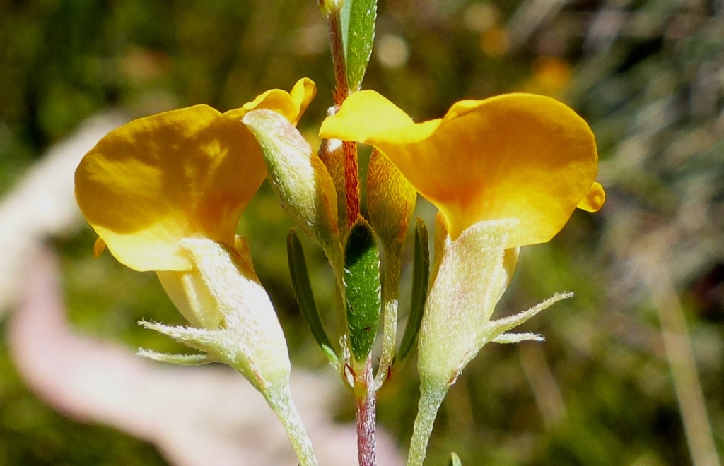 Pultenaea tenella (hero image)