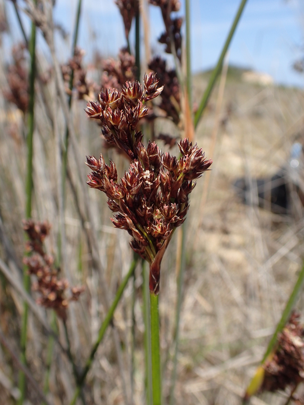 Juncus kraussii (hero image)