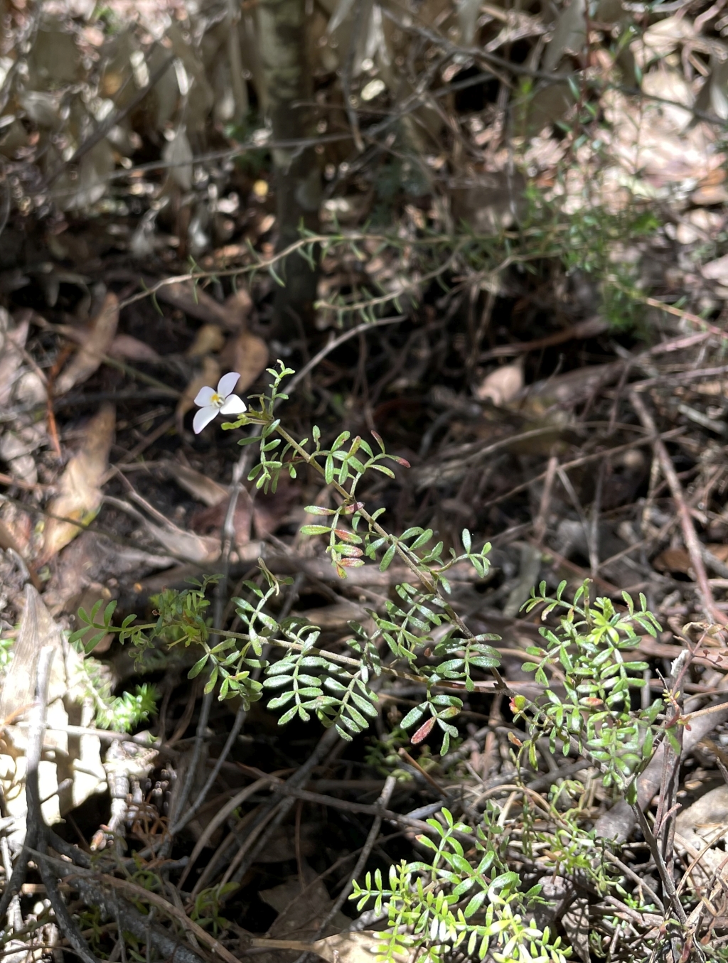 Boronia citrata (hero image)