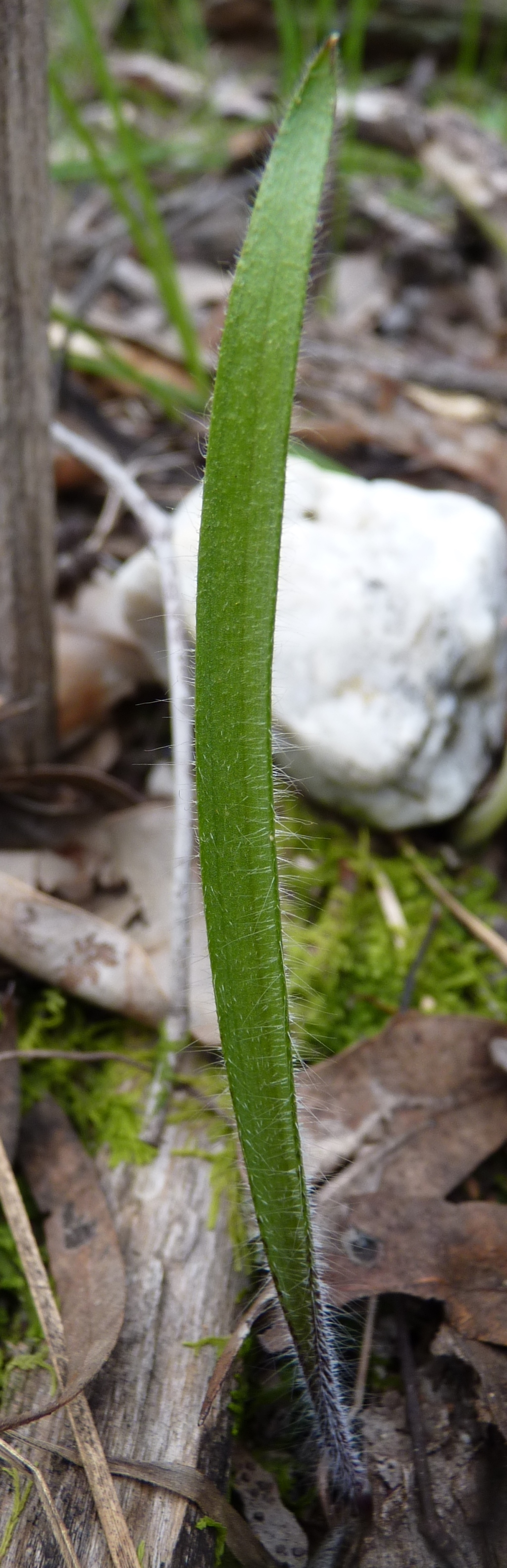 Caladenia concolor (hero image)