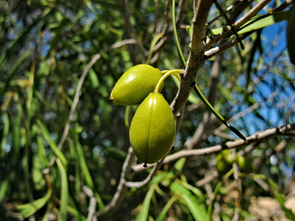 Pittosporum angustifolium (hero image)