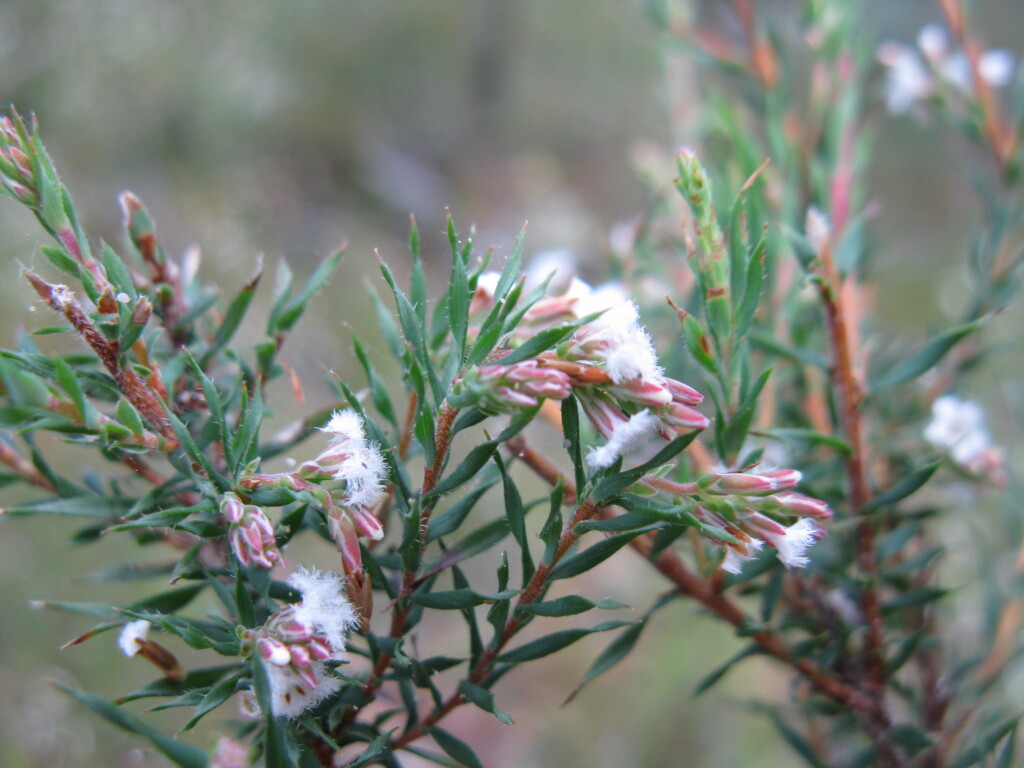 Leucopogon glacialis (hero image)