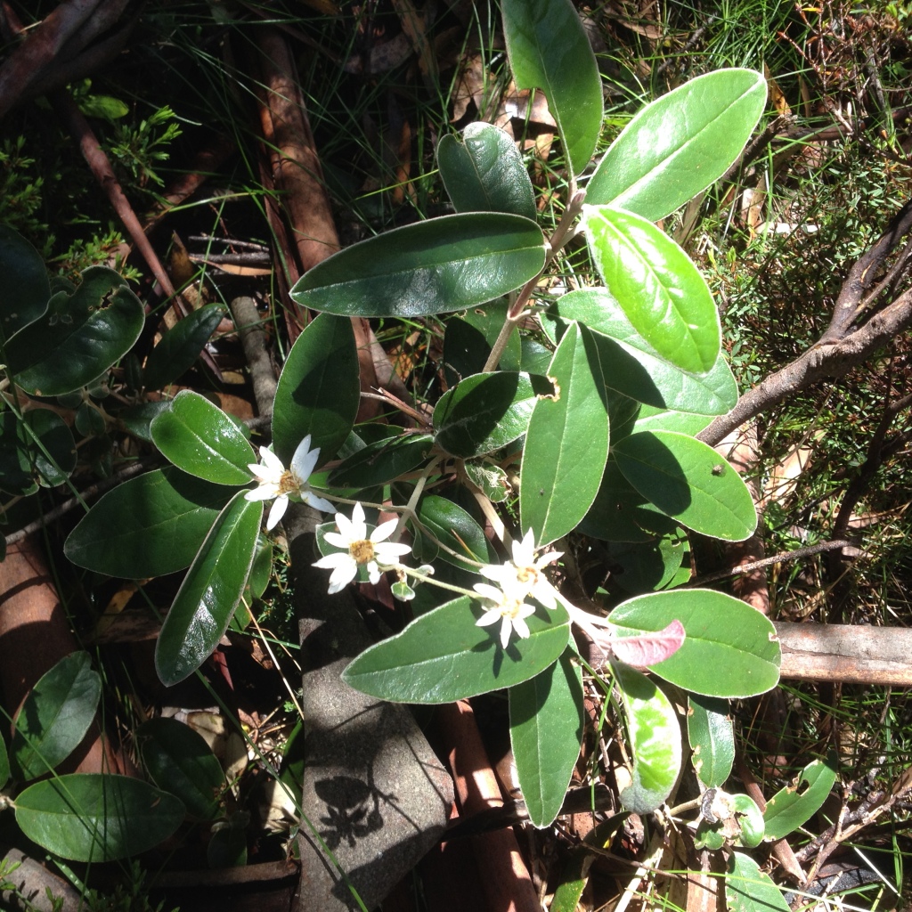 Olearia megalophylla (hero image)