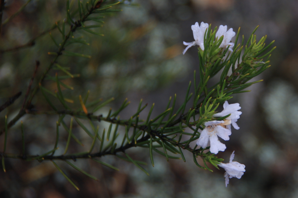 Westringia eremicola (hero image)