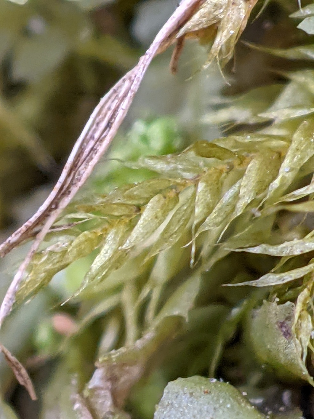 Rhynchostegium laxatum (hero image)