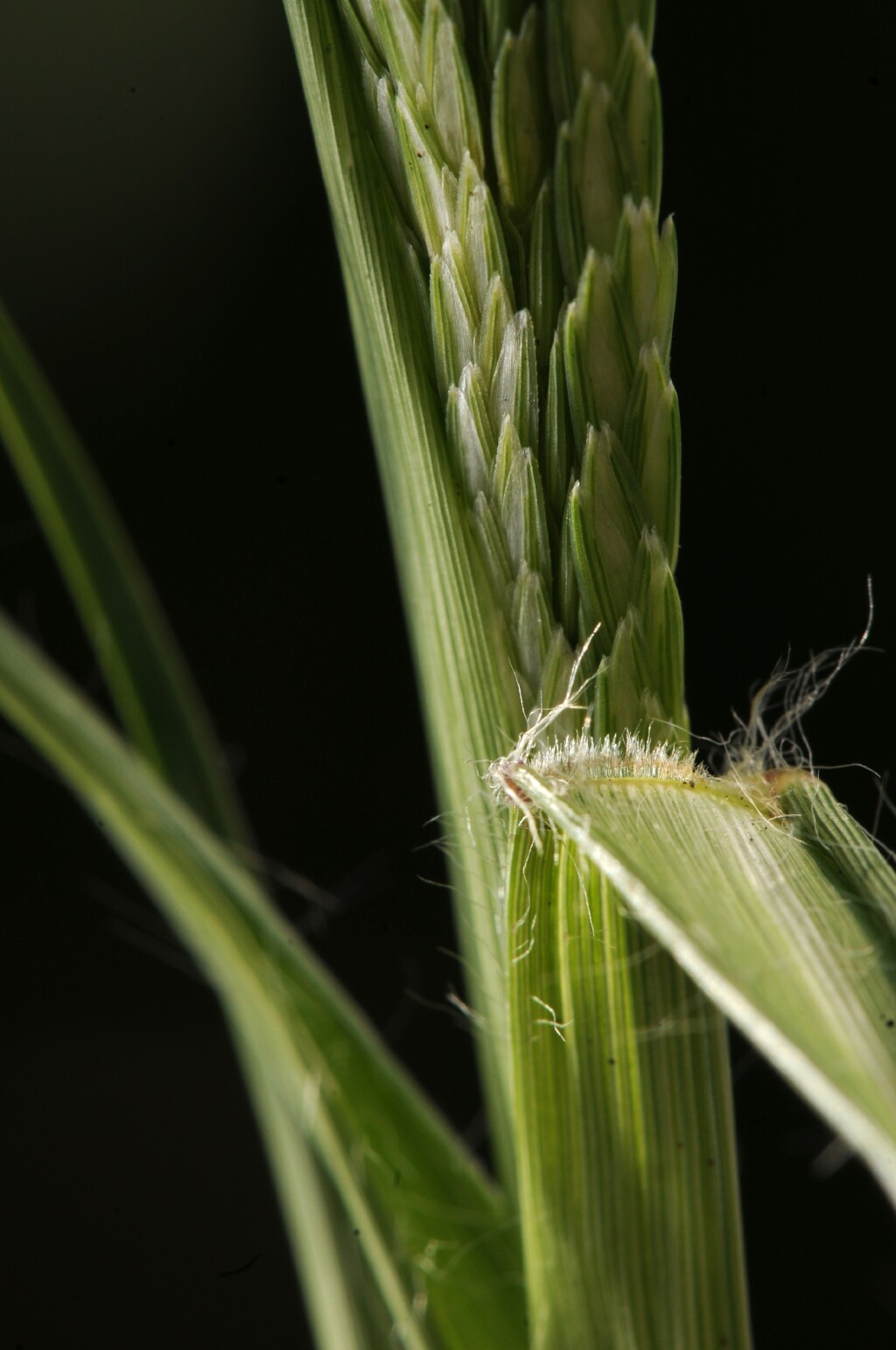 Eleusine indica (hero image)