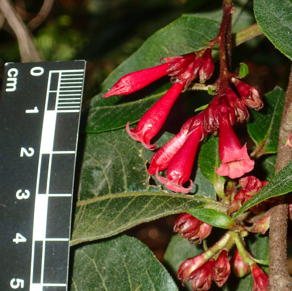 Cestrum elegans (hero image)