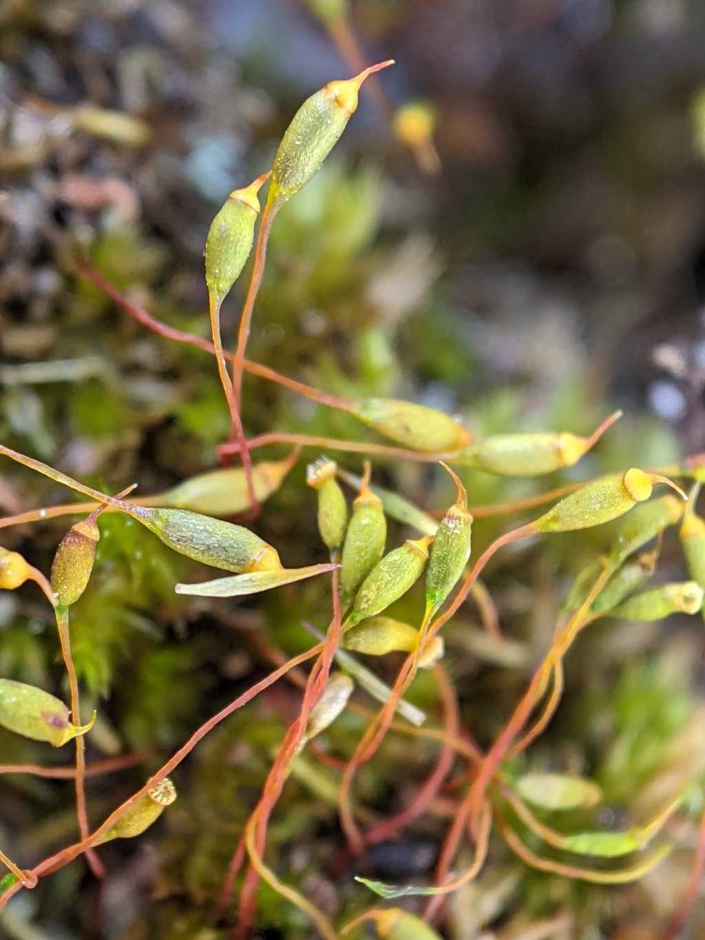 Sematophyllum homomallum (hero image)