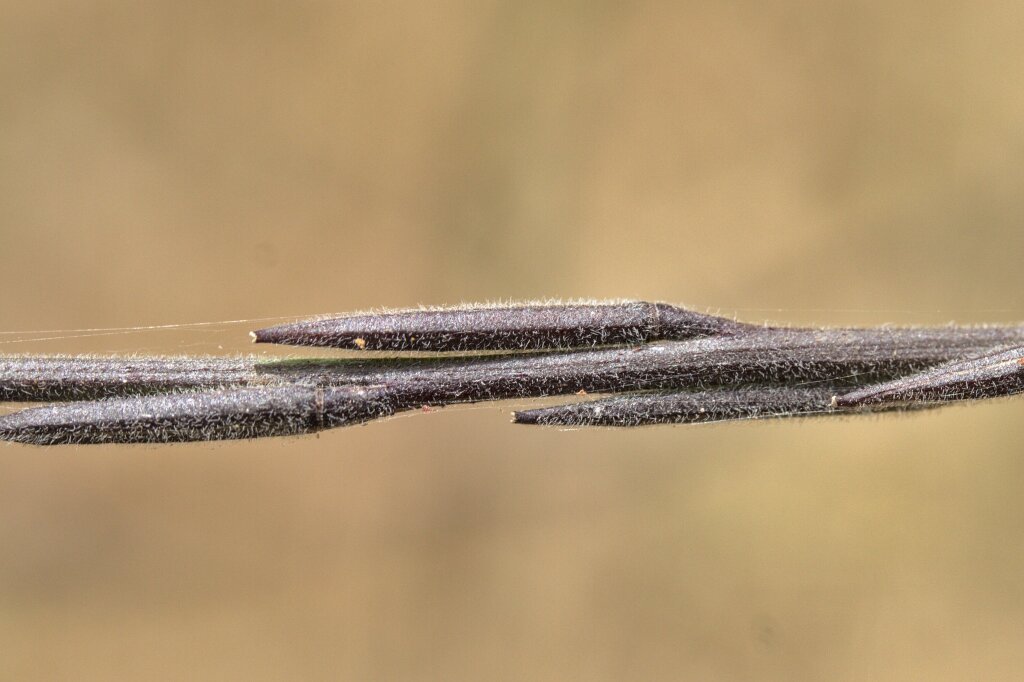 Sisymbrium officinale (hero image)