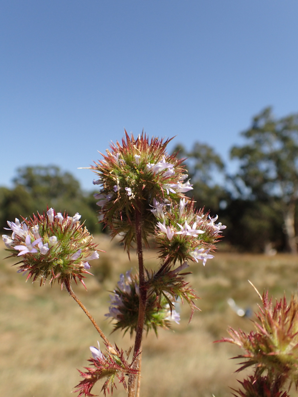 Navarretia (hero image)