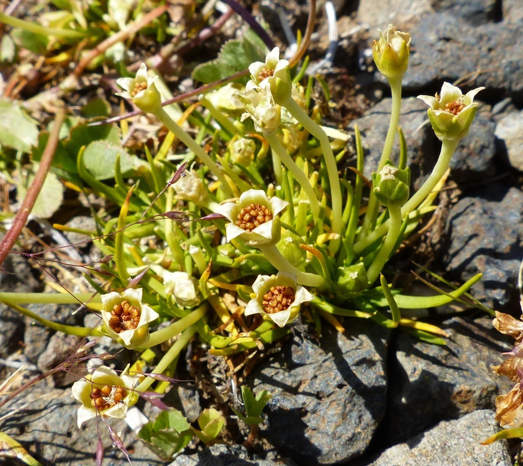 Colobanthus affinis (hero image)