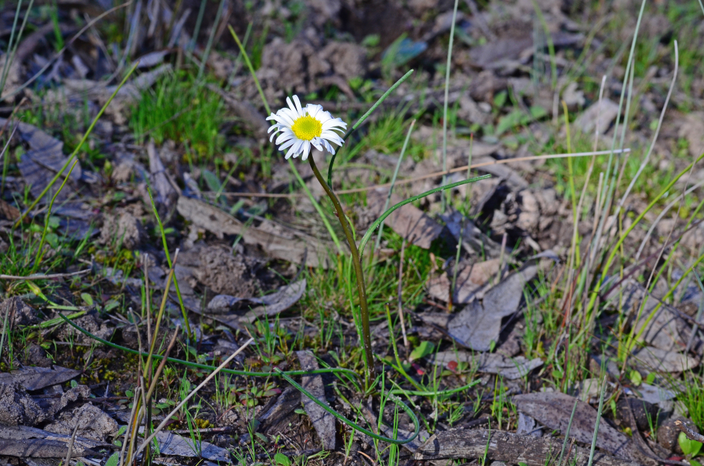 Asteraceae (hero image)