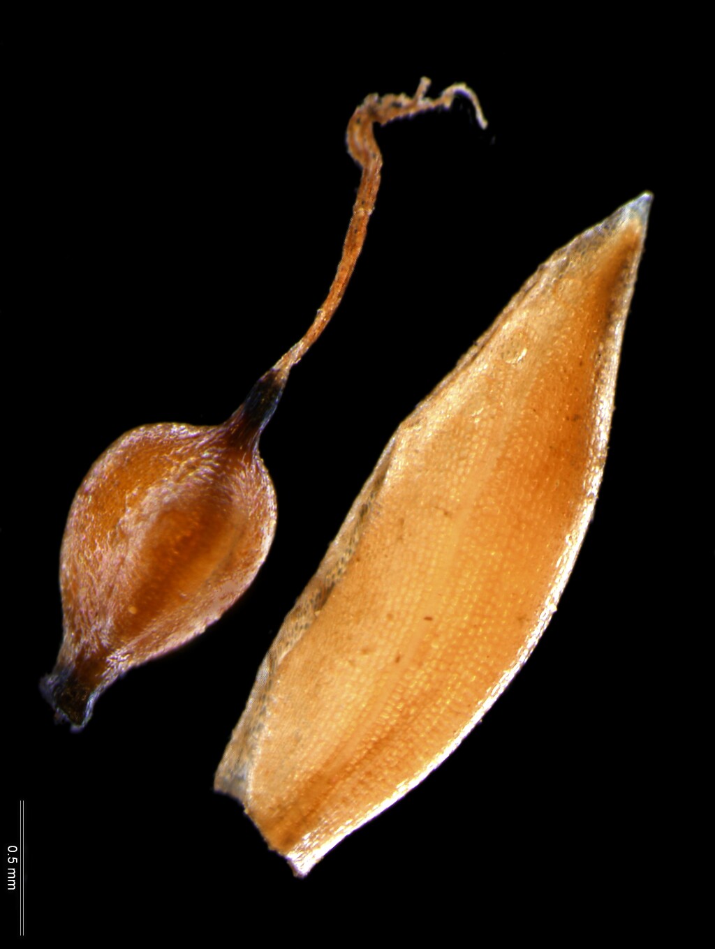 Cyperus eragrostis (hero image)