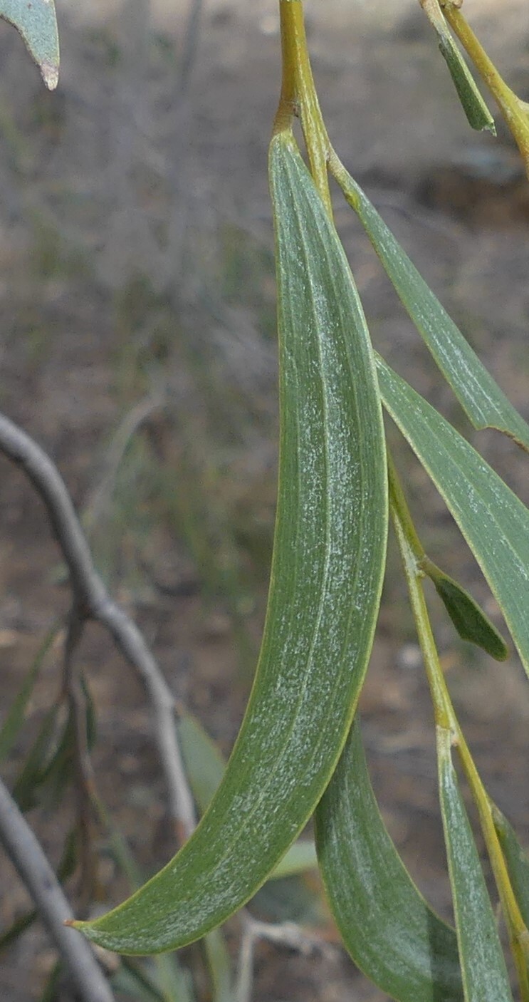 Acacia pendula (hero image)