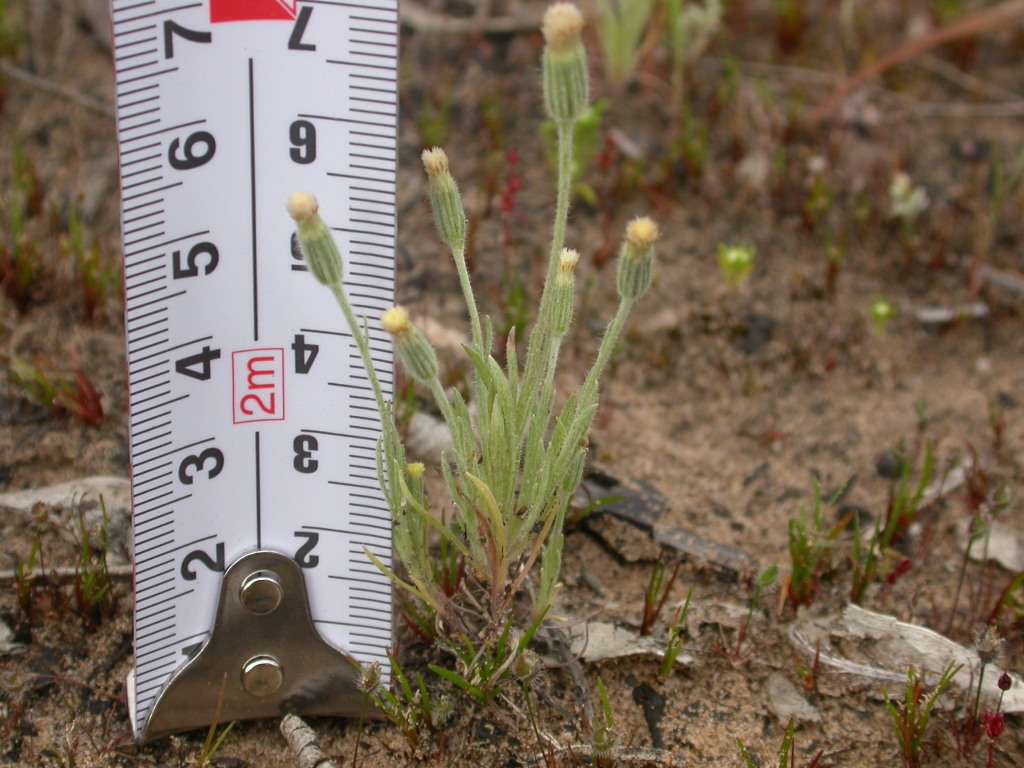 Millotia tenuifolia (hero image)