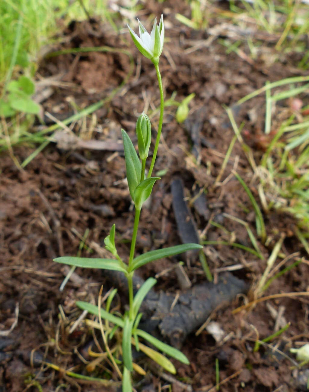 Moenchia erecta (hero image)