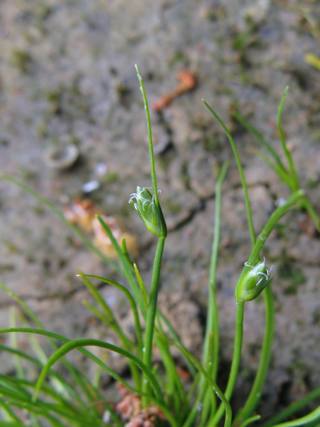 Isolepis fluitans (hero image)