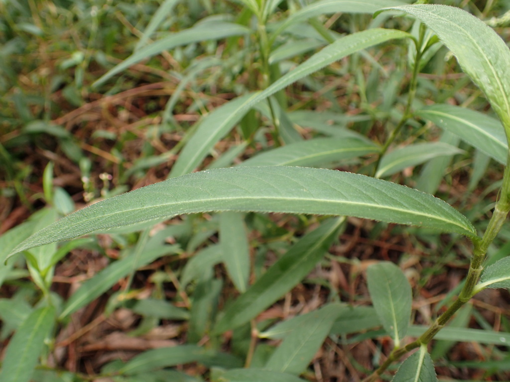 Persicaria subsessilis (hero image)