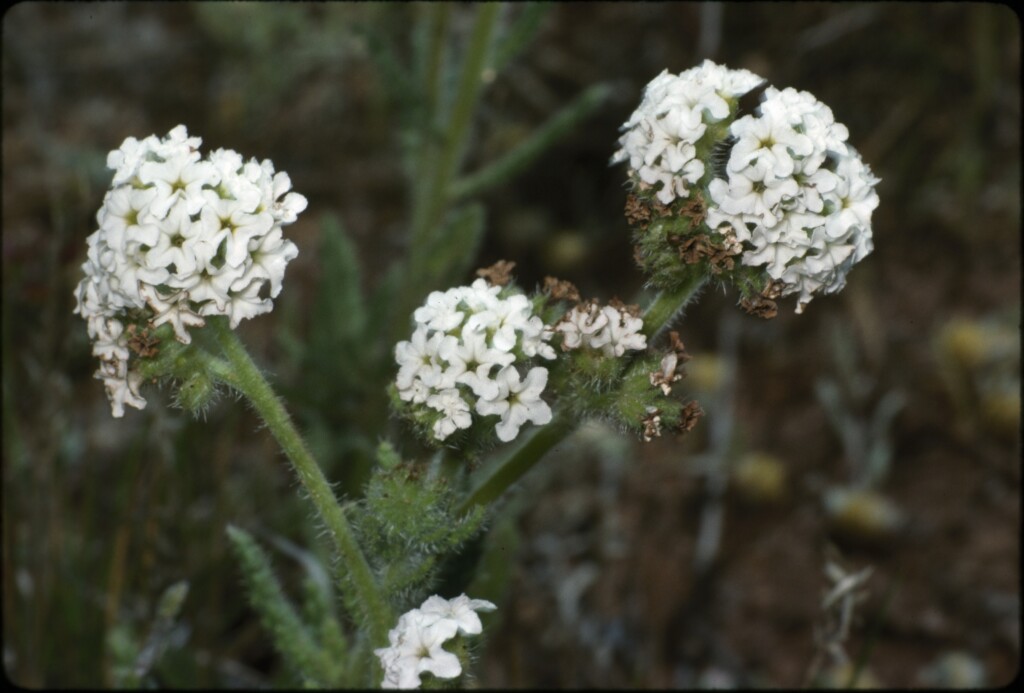 Heliotropium asperrimum (hero image)