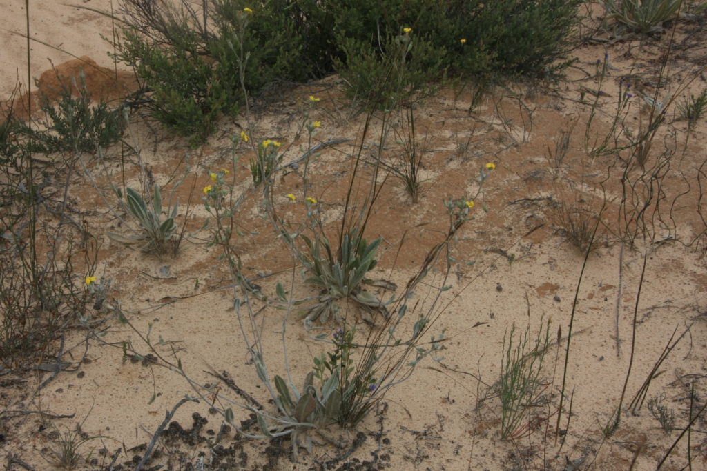 Goodenia robusta (hero image)