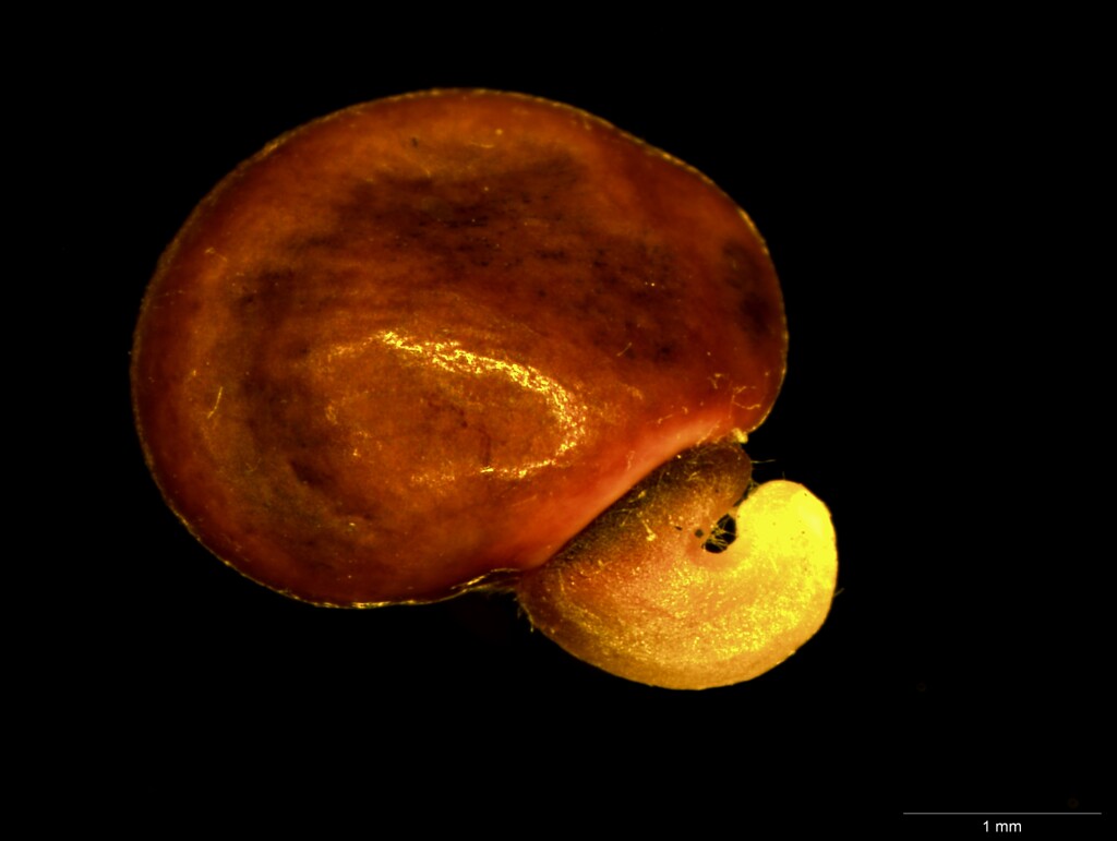 Platylobium obtusangulum (hero image)