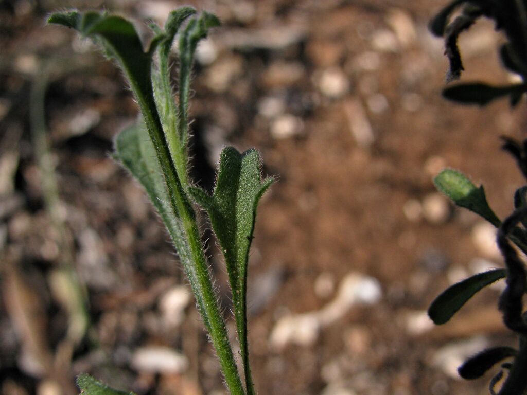 Vittadinia cervicularis (hero image)