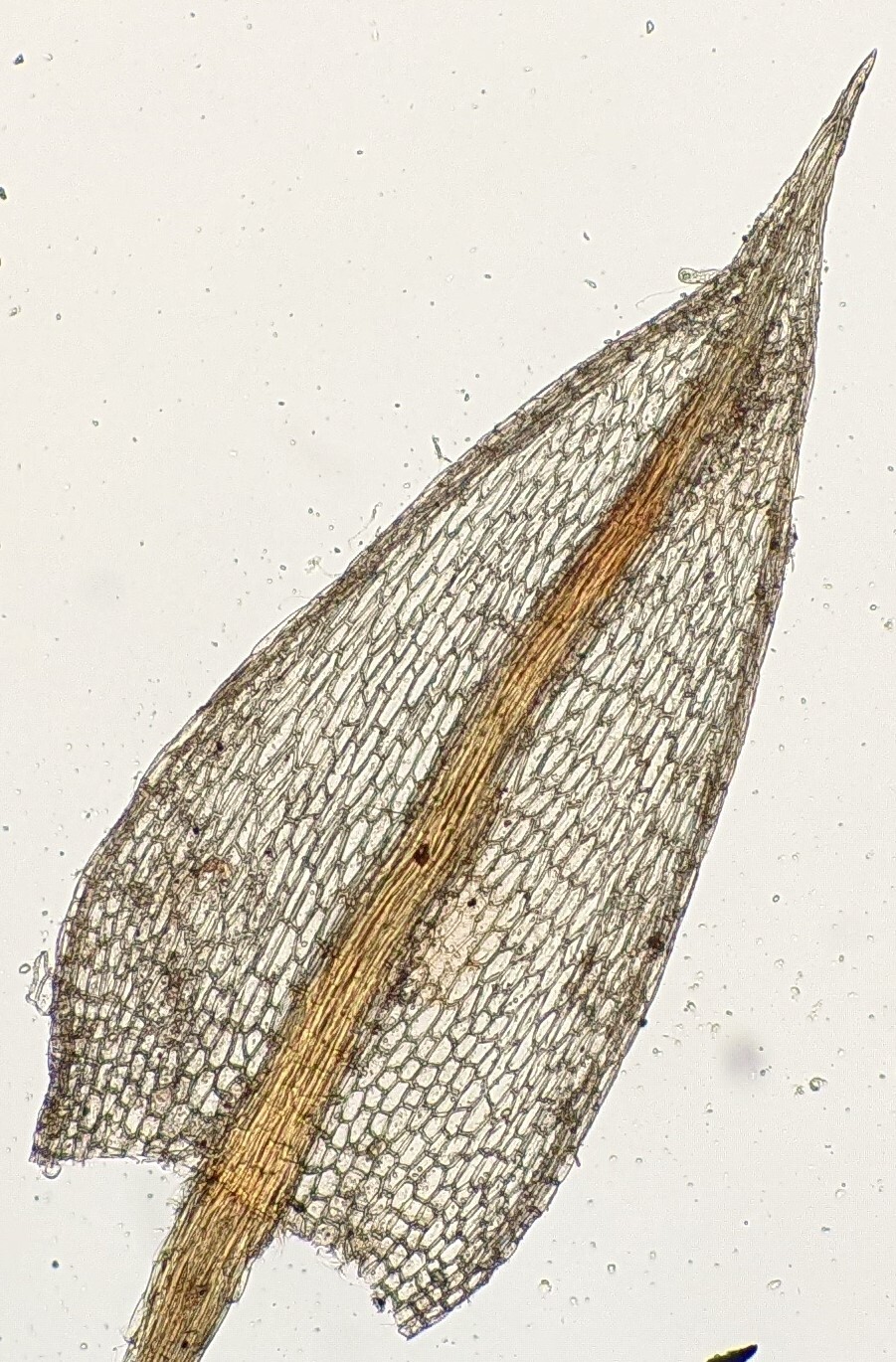 Bryum subapiculatum (hero image)