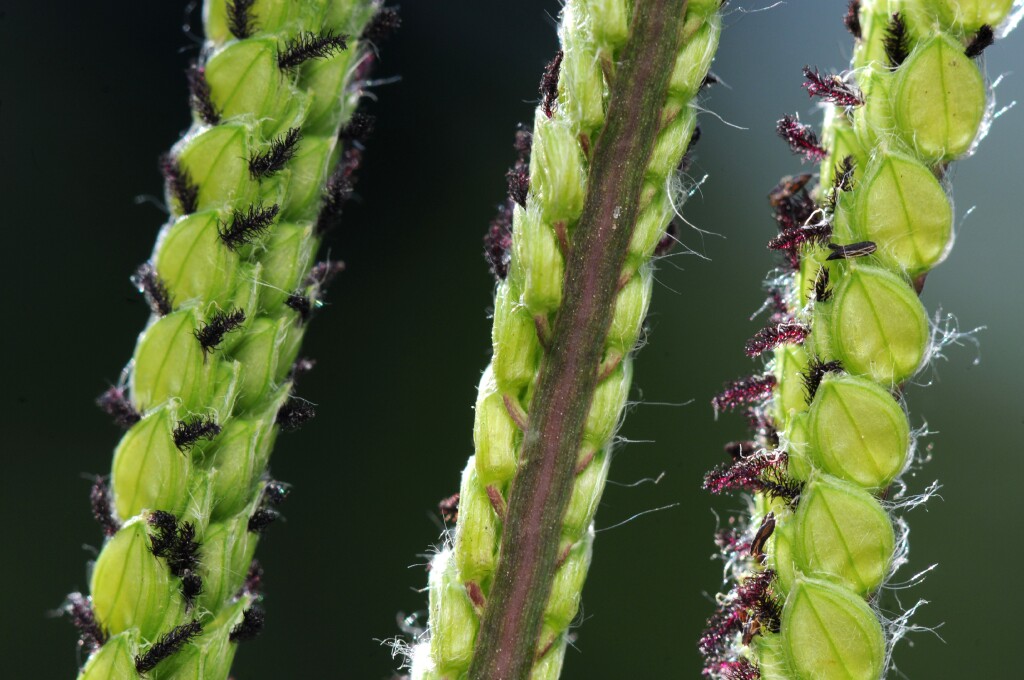 Paspalum (hero image)